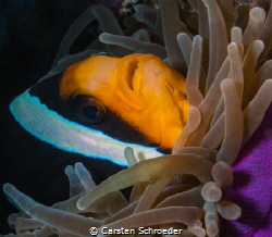 Clown close up by Carsten Schroeder 